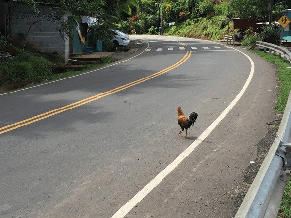 Descubre el Misterio de la Ruta del Pollo en España: Jugar Conseguió el Oro in Spain